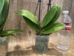 Double Spikes Phalaenopsis Dtps. (Formosa Cranberry X Happy Tree) (3.5" pot) - Image 9