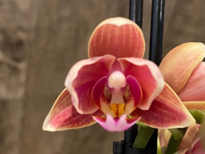 Double Spikes Phalaenopsis Lianher Happy Star Peloric (3.5" pot) - Image 1
