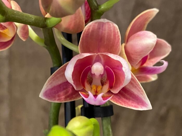 Double Spikes Phalaenopsis Lianher Happy Star Peloric (3.5" pot) - Image 2