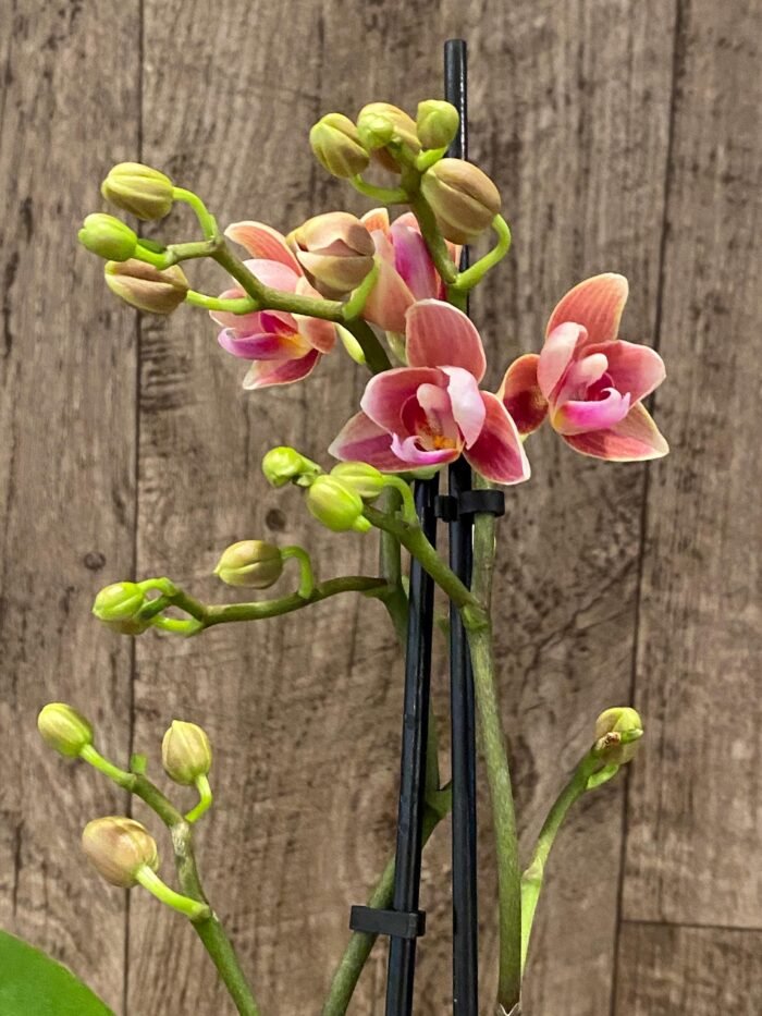 Double Spikes Phalaenopsis Lianher Happy Star Peloric (3.5" pot) - Image 4