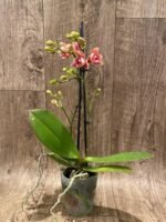 Double Spikes Phalaenopsis Lianher Happy Star Peloric (3.5" pot) - Image 5