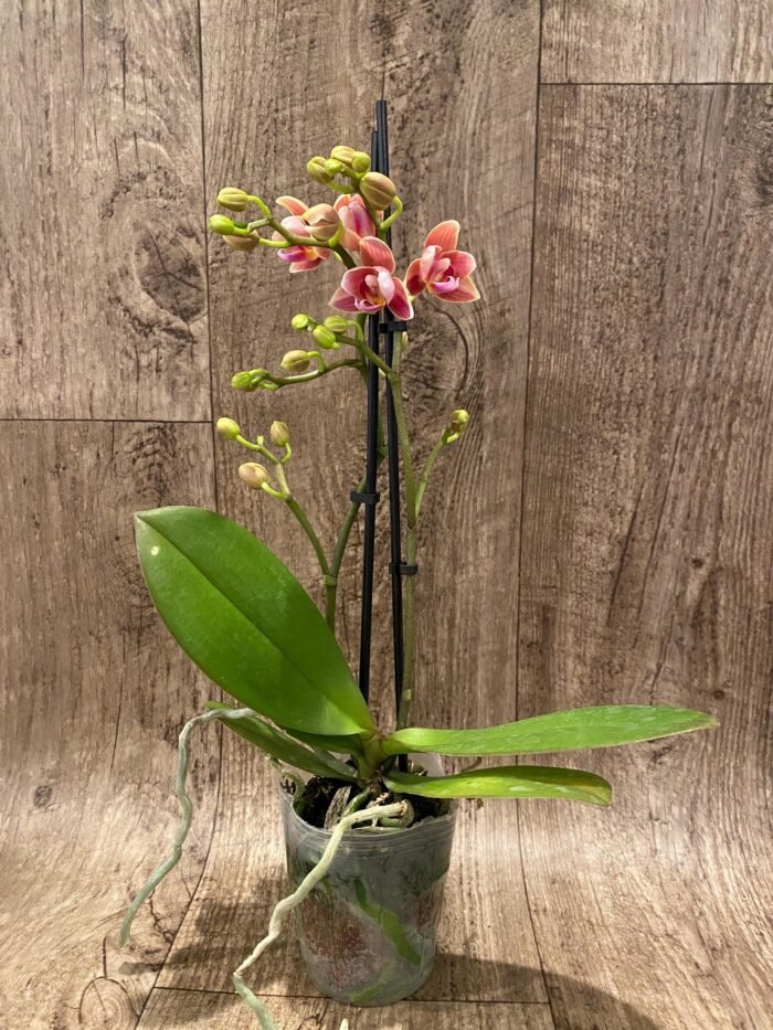 Double Spikes Phalaenopsis Lianher Happy Star Peloric (3.5" pot) - Image 5