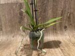 Double Spikes Phalaenopsis Lianher Happy Star Peloric (3.5" pot) - Image 7