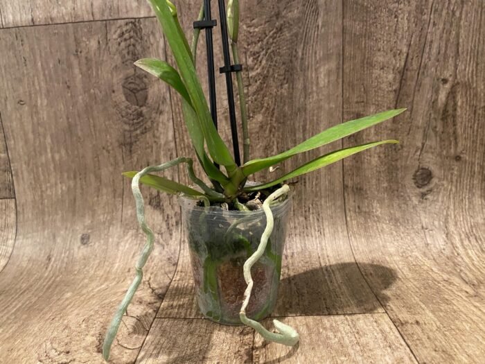 Double Spikes Phalaenopsis Lianher Happy Star Peloric (3.5" pot) - Image 7