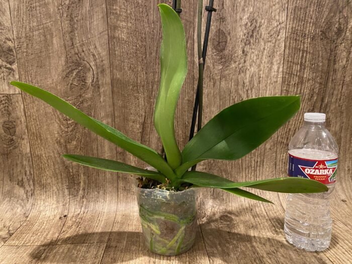 Double Spikes Phalaenopsis White Butterfly (Grace Palm x Snow Flake) (4.5" pot) - Image 7