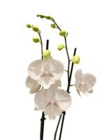 Double Spikes Phalaenopsis White Butterfly (Grace Palm x Snow Flake) (4.5" pot) - Image 3