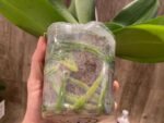 Double Spikes Phalaenopsis White Butterfly (Grace Palm x Snow Flake) (4.5" pot) - Image 8