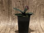 In Spike Paph. Hung Sheng Thaianum (thaianum x bellatulum) (2" pot) - Image 4