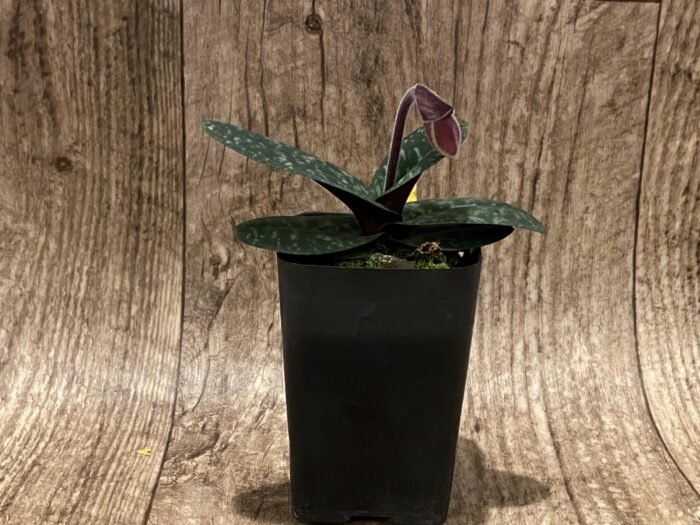 In Spike Paph. Hung Sheng Thaianum (thaianum x bellatulum) (2" pot) - Image 4