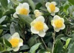 Live Tea Plant (Camelia Sinensis) 25” - 27" tall with Multi Branches 2 Years Old (4” Pot)
