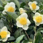 Live Tea Plant (Camelia Sinensis) 25” - 27" tall with Multi Branches 2 Years Old (4” Pot)
