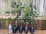 Live Tea Plant (Camelia Sinensis) 25” - 27" tall with Multi Branches 2 Years Old (4” Pot) - Image 6