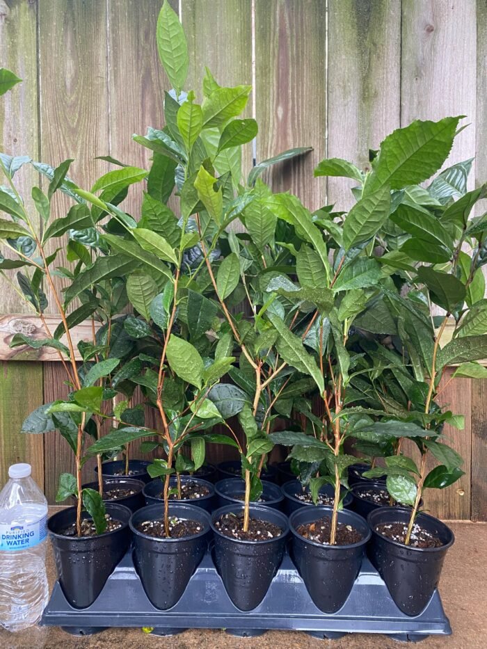 Live Tea Plant (Camelia Sinensis) 25” - 27" tall with Multi Branches 2 Years Old (4” Pot) - Image 5