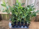 Live Tea Plant (Camelia Sinensis) 25” - 27" tall with Multi Branches 2 Years Old (4” Pot) - Image 3