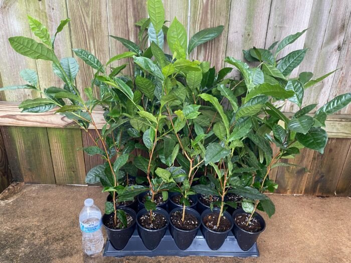 Live Tea Plant (Camelia Sinensis) 25” - 27" tall with Multi Branches 2 Years Old (4” Pot) - Image 3