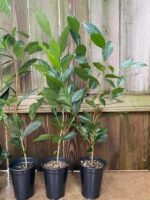 Live Tea Plant (Camelia Sinensis) 25” - 27" tall with Multi Branches 2 Years Old (4” Pot) - Image 10