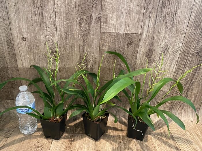 Triple Spikes - Fragrant Oncidium Pacific Sunrise 'Hakalau' (3.5" pot) - Image 3