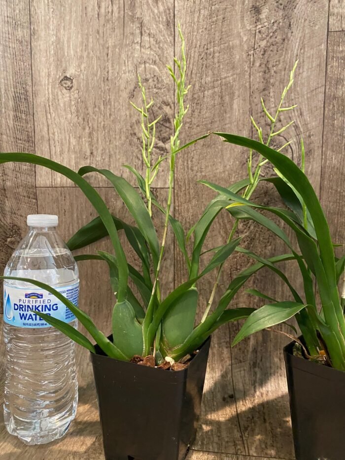 Triple Spikes - Fragrant Oncidium Pacific Sunrise 'Hakalau' (3.5" pot) - Image 6