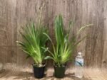 Triple Spikes Miltoniopsis Milton Brown (3.5" pot) - Image 3