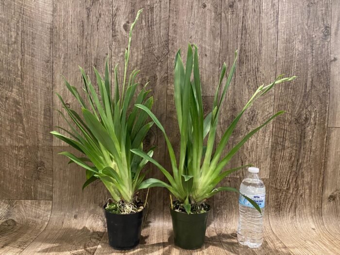 Triple Spikes Miltoniopsis Milton Brown (3.5" pot) - Image 3