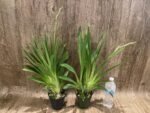 Triple Spikes Miltoniopsis Milton Brown (3.5" pot) - Image 4