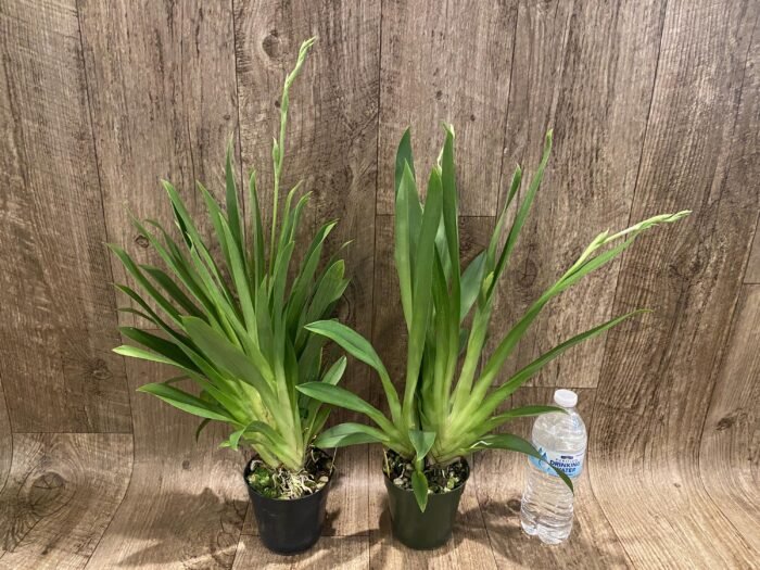 Triple Spikes Miltoniopsis Milton Brown (3.5" pot) - Image 4