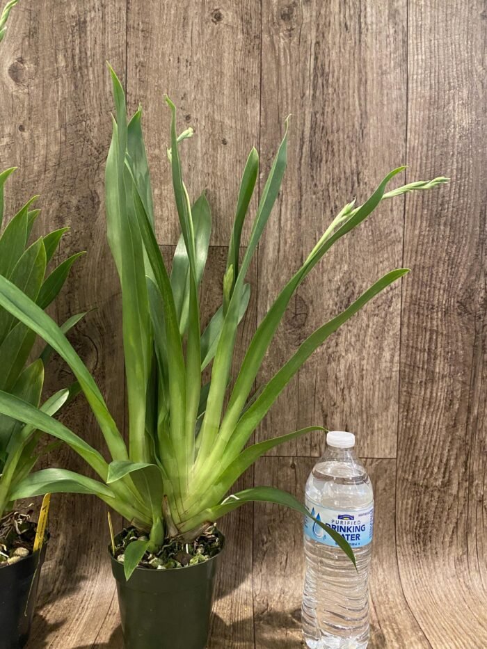 Triple Spikes Miltoniopsis Milton Brown (3.5" pot) - Image 5