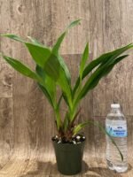 Zygopetalum Rhein Moonlight 'Peloric' Clone (3.5" pot) - Image 4