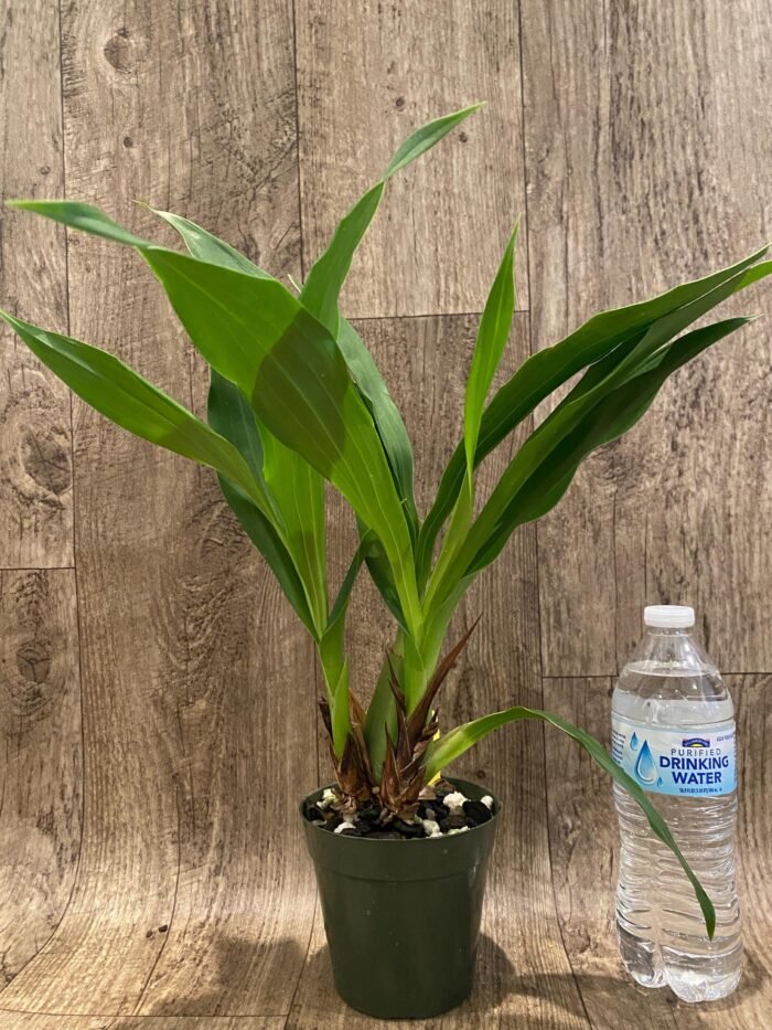 Zygopetalum Rhein Moonlight 'Peloric'  Clone (3.5" pot) - Image 4