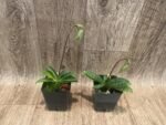 In Spike Paph. argus x sib (3.5" pot) - Image 3
