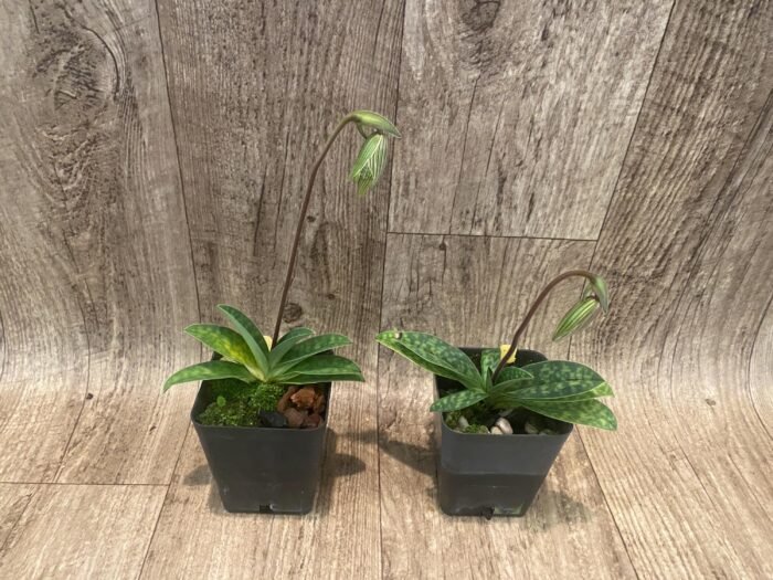 In Spike Paph. argus x sib (3.5" pot) - Image 3