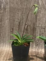 In Spike Paph. argus x sib (3.5" pot) - Image 5