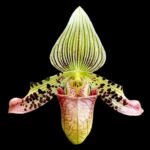 In Spike Paph. argus x sib (3.5" pot)
