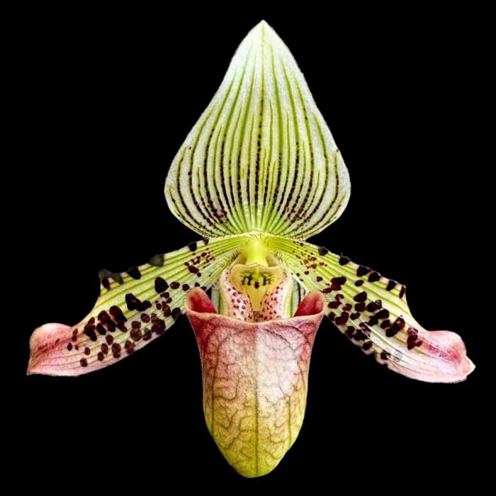 In Spike Paph. argus x sib (3.5" pot) - Image 1