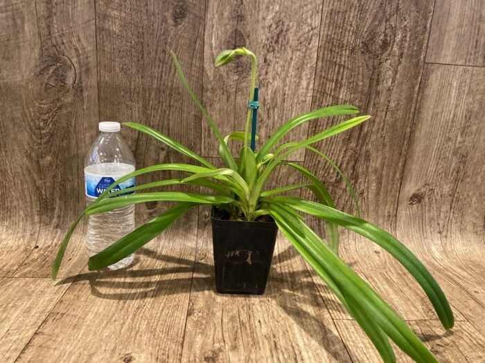 Paph. hirsutissimum var. esquirolei var. album (3.5” pot) - Image 4