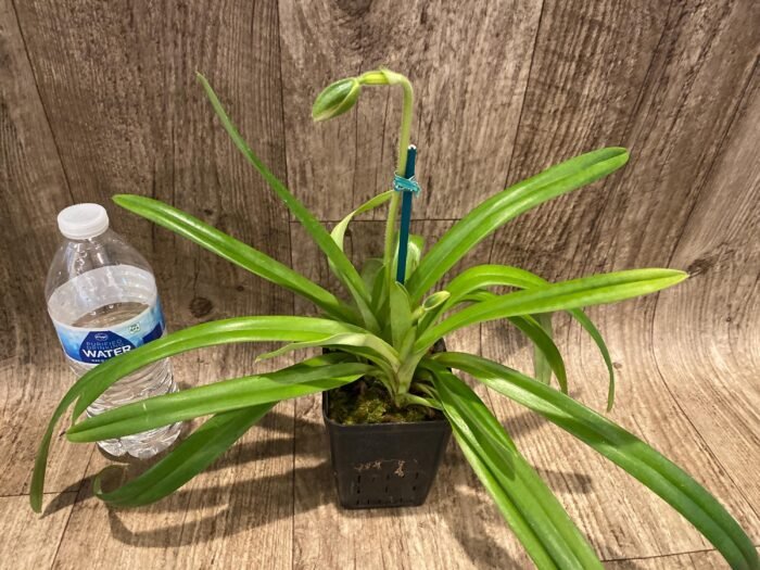 Paph. hirsutissimum var. esquirolei var. album (3.5” pot) - Image 6
