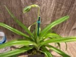 Paph. hirsutissimum var. esquirolei var. album (3.5” pot) - Image 8