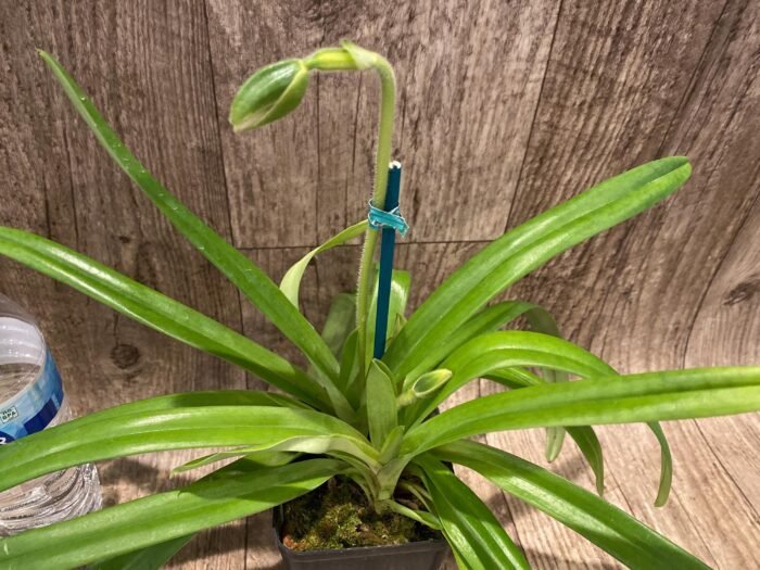 Paph. hirsutissimum var. esquirolei var. album (3.5” pot) - Image 8
