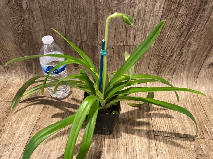 Paph. hirsutissimum var. esquirolei var. album (3.5” pot) - Image 9