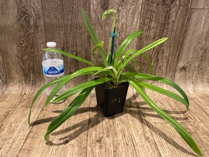 Paph. hirsutissimum var. esquirolei var. album (3.5” pot) - Image 2