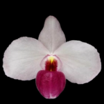 Paphiopedilum delenatii v. vinicolor x sib 'Dark'