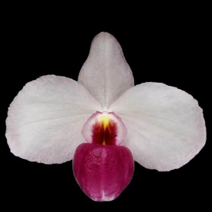 Paphiopedilum delenatii v. vinicolor x sib 'Dark'