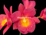Ctna. Why Not ‘Red’ (C. aurantiaca x Bro. sanguinea)