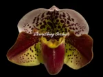 Paph. Yellow Leopard 'The King’ x Paph. Jaeger 'Bold Spots'