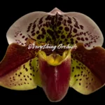Paph. Yellow Leopard 'The King’ x Paph. Jaeger 'Bold Spots'