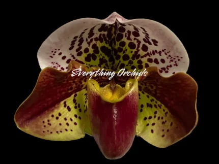 Paph. Yellow Leopard 'The King’ x Paph. Jaeger 'Bold Spots'