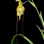 Phragmipedium QF Mauna (longifolium ‘Black As Night’ × warscewiczianum)