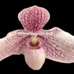 Paph. QF akala lelo (delenatii dunkel x leucochilum)