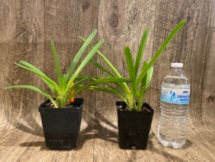 Cymbidium Hanalei alba x sib