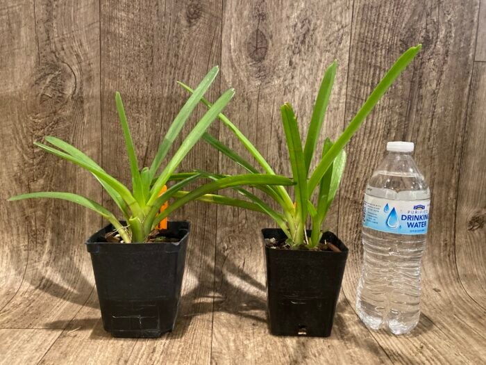 Cymbidium Hanalei alba x sib